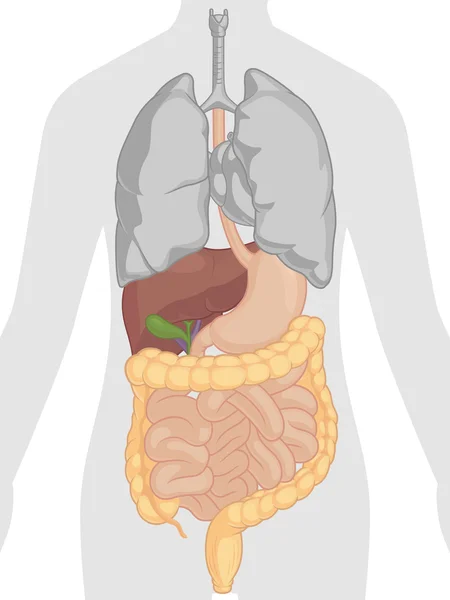 Les bases physiologiques de la digestion