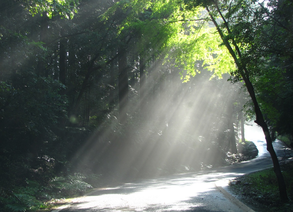 Lumière du soleil filtrant à travers une forêt