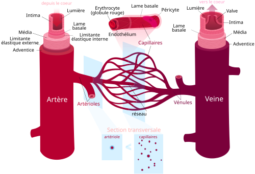 Schéma des vaisseaux sanguins