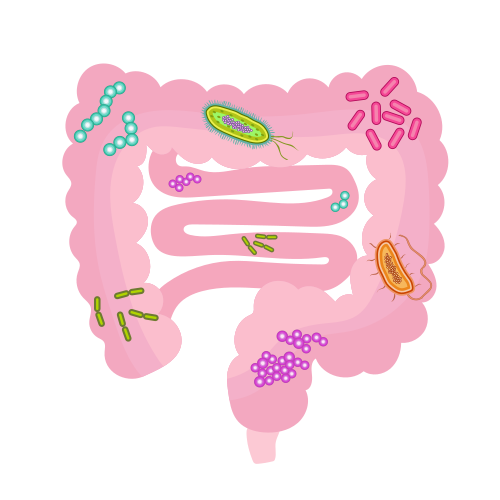 Le microbiote intestinal