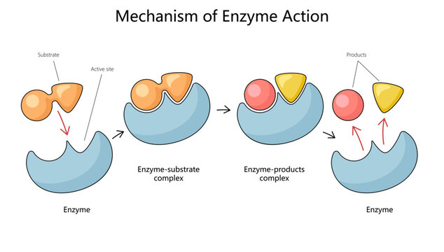 Les Enzymes