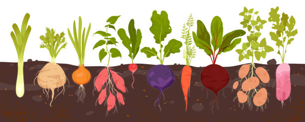 Les légumes racines